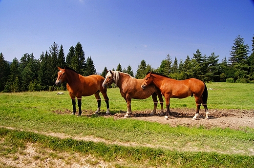 Na Bukowinkach