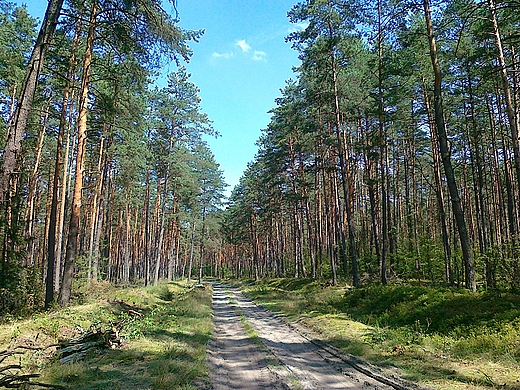 okolice Zwierzyca - sosny