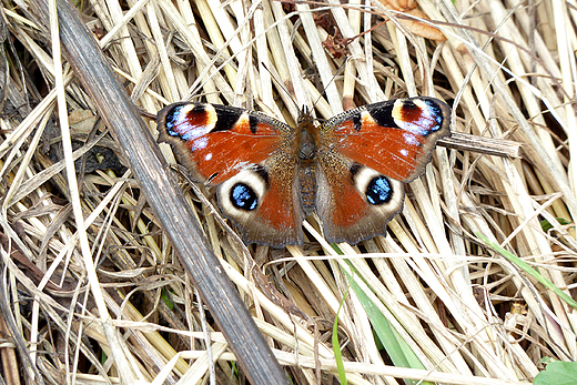 Motyl