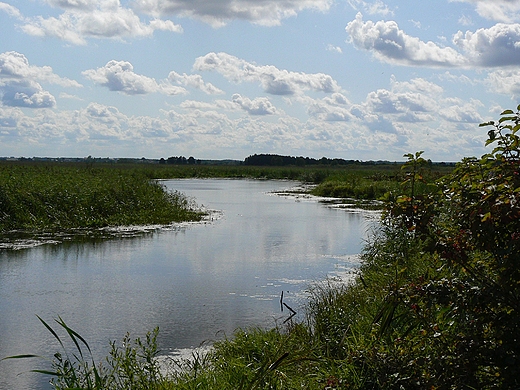 Narew w okolicach Kurowa