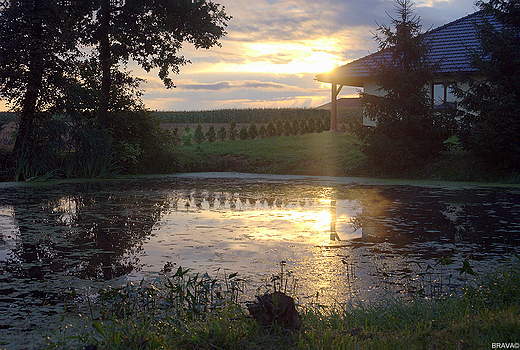 Kobielice o poranku