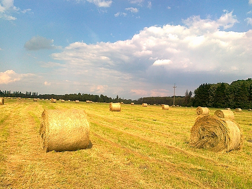 okolice zalewu - sianokosy