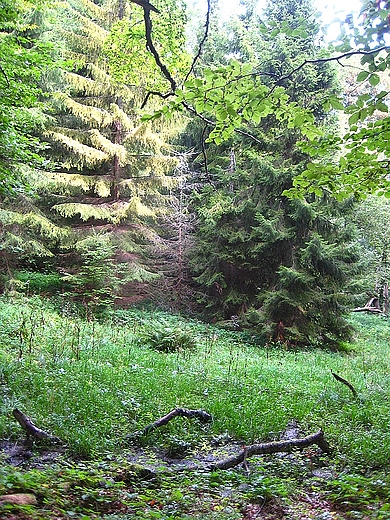 Bieszczady. Las porastajcy zbocza gr