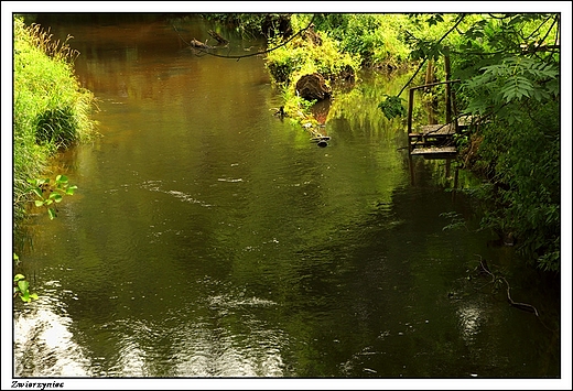 Zwierzyniec - meandry rzeki Wieprz