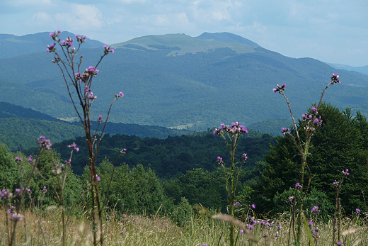 Widok w kierunku Tarnicy