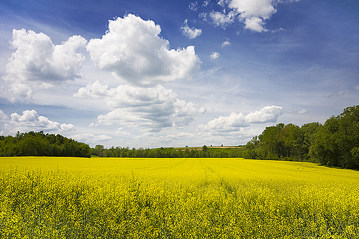 Klimontowskie klimaty