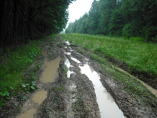 Szczypiorno. Deszczowe lato 2011.