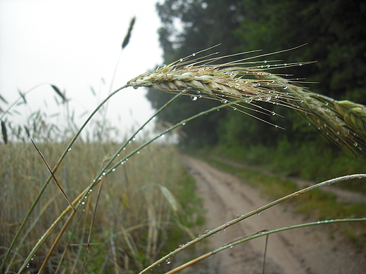 Kosewko. Deszczowe lato 2011.