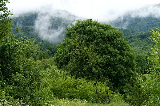 Zielone Bieszczady