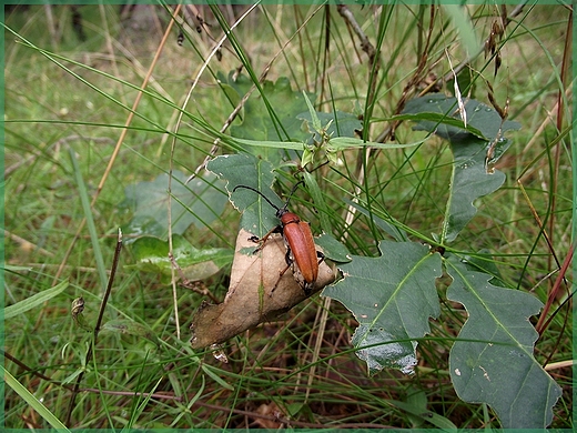 robaczek