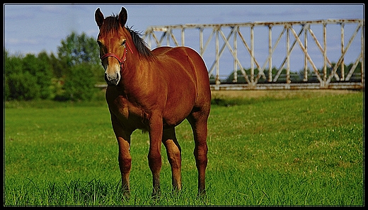 konik