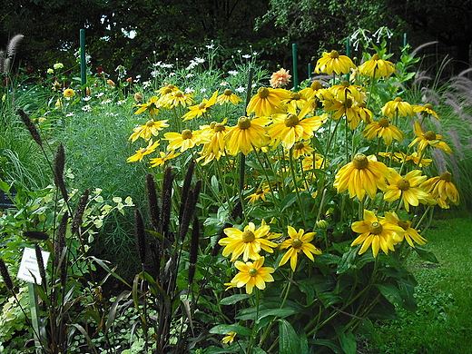 Warszawa. Ogrd Botaniczny we wrzeniu.