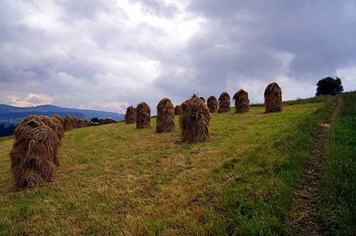 Jaworzynka - okoliczne pola