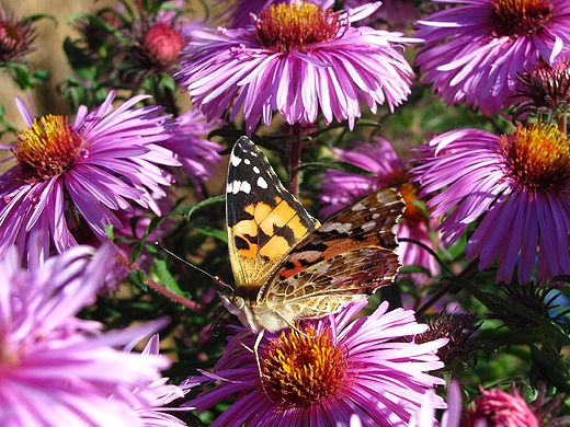 Rusaka osetnik Vanessa cardui