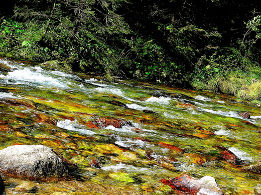 Kiczowaty stumie. Tatry