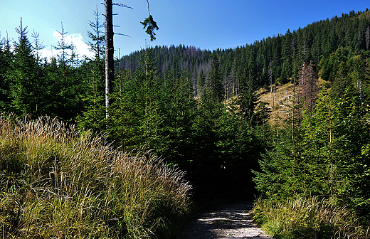 Spacerek po Zakopanem i okolicy. Tatry w okolicy Kunic.