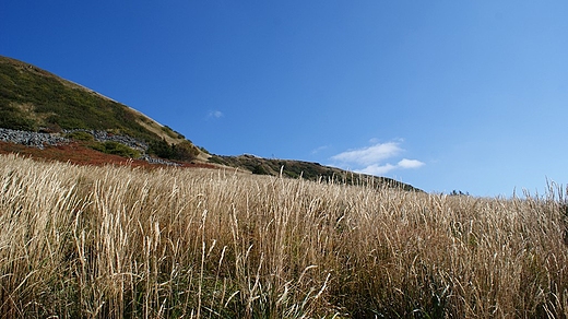 Tarnica