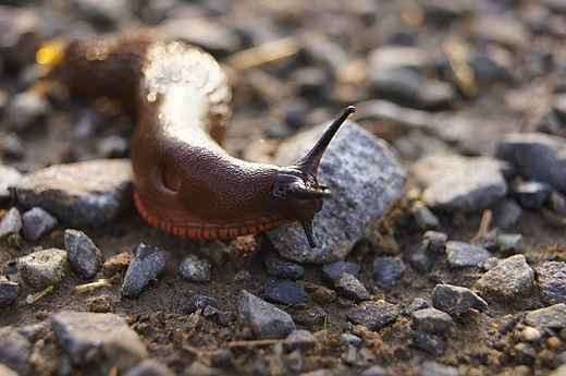 Fauna Beskidu lskiego