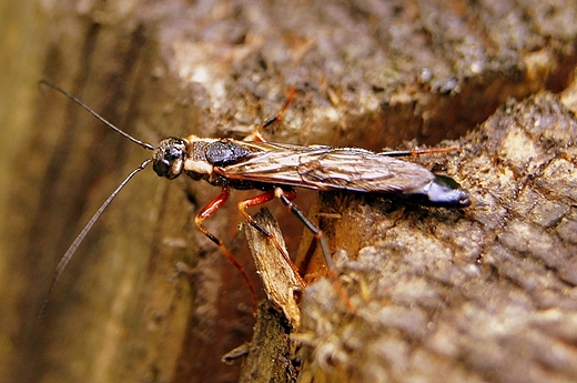 Fauna Beskidu lskiego