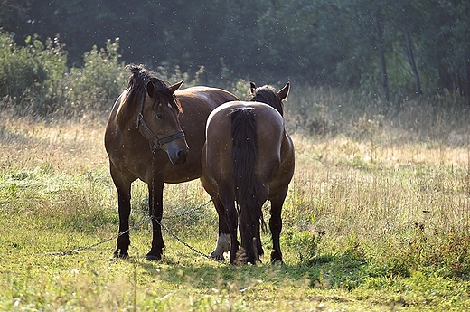 We wsi Studzienno - sielski poranek