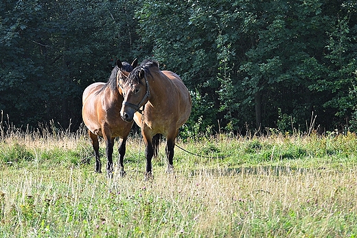 We wsi Studzienno - sielski poranek