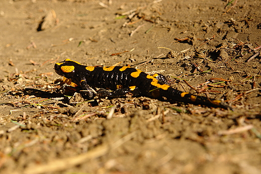 Salamandra plamista