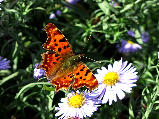 Polygonia c-album