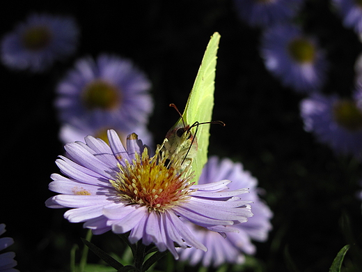 Latolistek cytrynek i aster