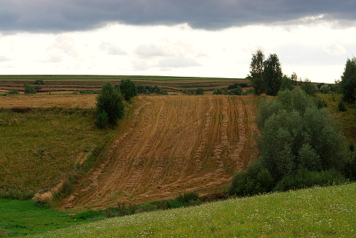 Szerzawy - pola