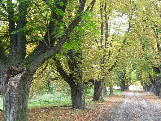 park miejski - aleja kasztanowa