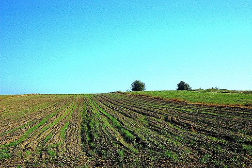 Maleszowa - pola podwieczorne