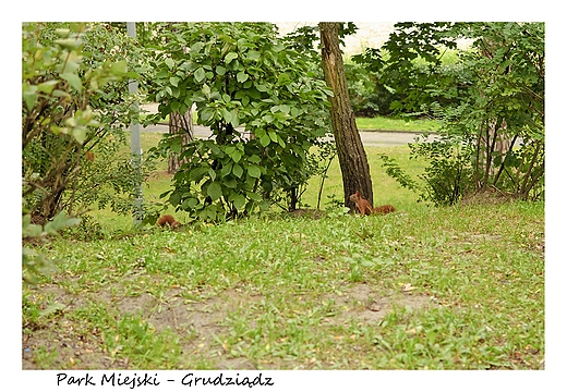 Park Miejski. Grudzidz