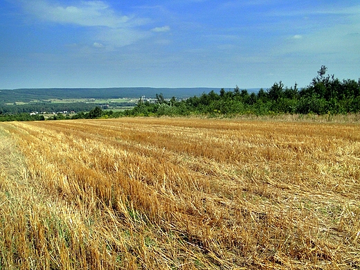 Ppice - okoliczne pola