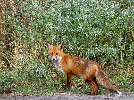 Lis rudy Vulpes vulpes