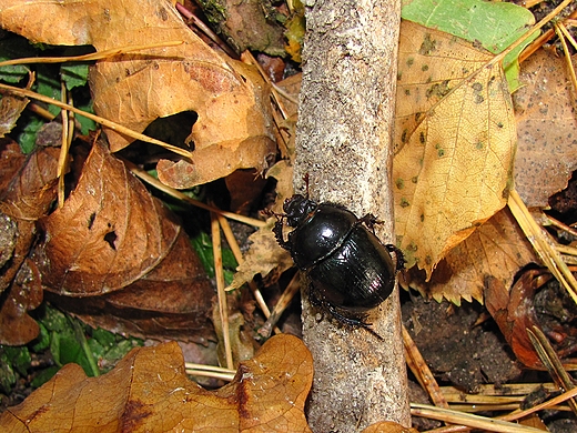 uczek
