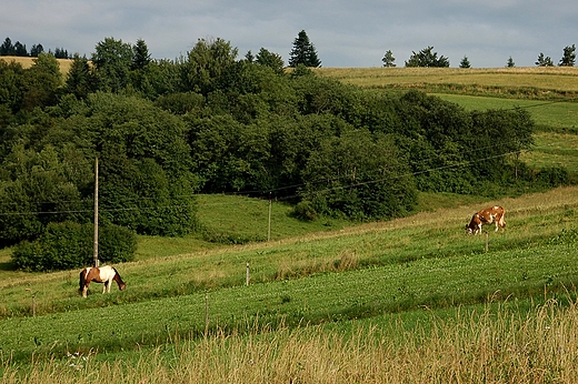 Zawz - bieszczadzkie pola