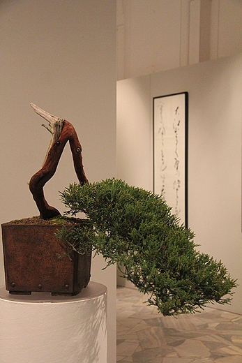 Wystawa bonsai w Wilanowie