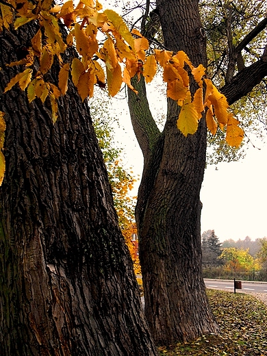Stare drzewa jesieni...