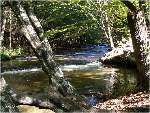 ROZTOCZASKI PARK NARODOWY