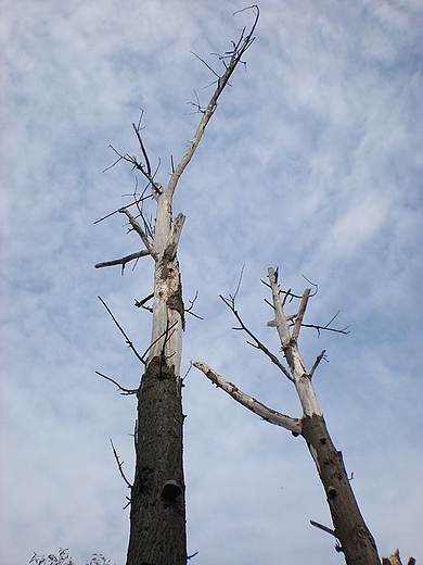Martwe drzewa