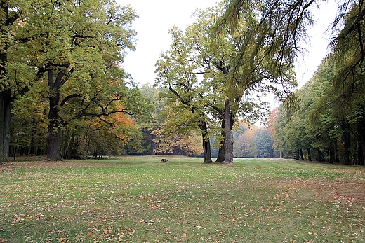 Paac i park w Natolinie