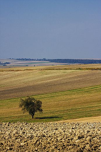 Pola w okolicy Wodzisawia
