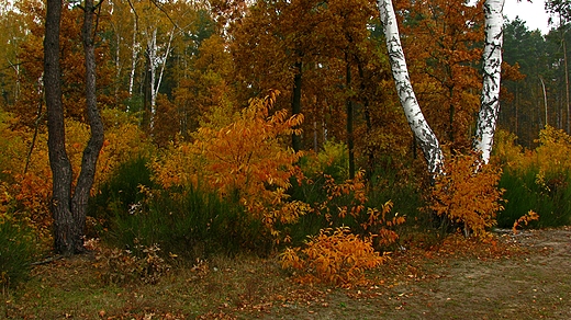 Kolorowa pora roku