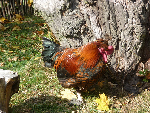 skansen. drzemka