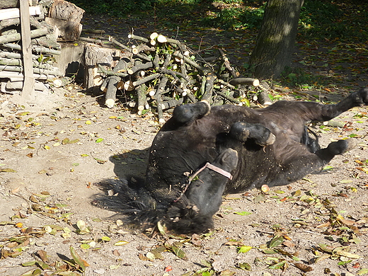 skansen. toaleta