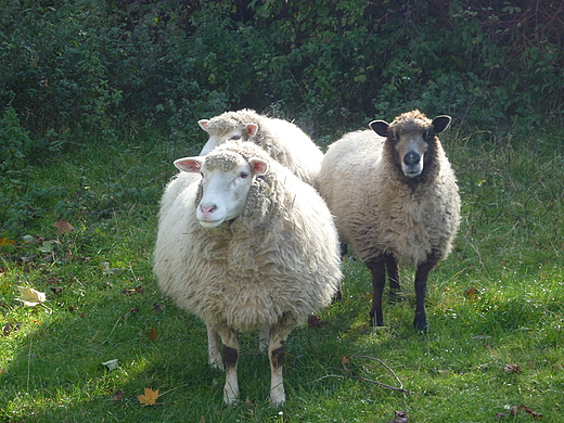 skansen. zaciekawienie..