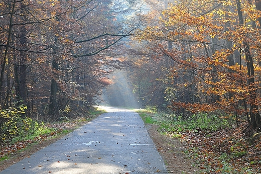 Droga ze Zbiczna na Grale