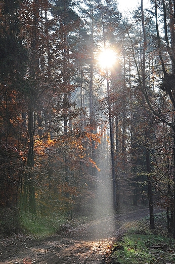 Lasy na Zarolu koo Zbiczna