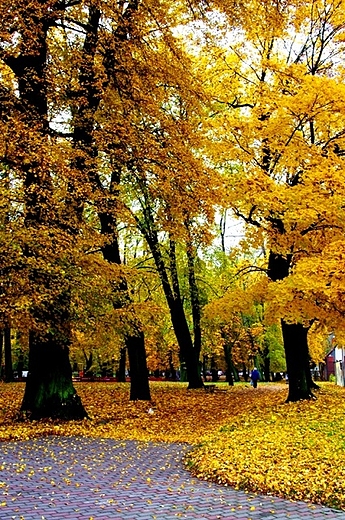 Park przy ulicy Gorzowskiej w Barlinku