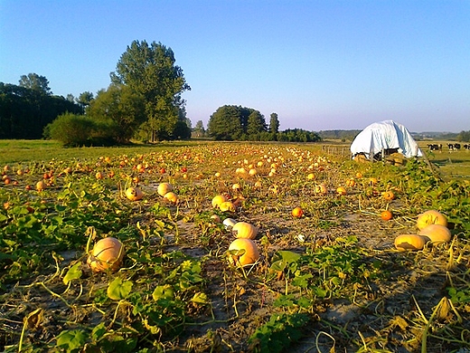 Skowronno Grne